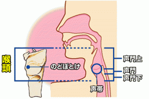 炎症を起こしやすい喉頭の場所